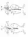 Fig. 05 - Triple-collar stent-graft