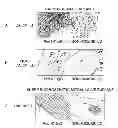Fig. 01 - Oxidation resistant bioprosthetic tissues and preparation thereof
