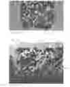 Fig. 06 - Continuous phase composite for musculoskeletal repair