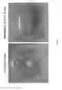 Fig. 07 - Method for producing tissue and organ