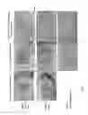 Fig. 09 - Method for producing tissue and organ