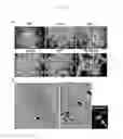 Fig. 22 - Method for producing tissue and organ