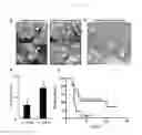 Fig. 34 - Method for producing tissue and organ