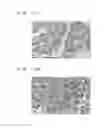 Fig. 13 - Method for producing model animal, and model animal