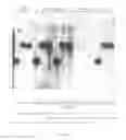 Fig. 12 - TRANSGENIC CHICKENS