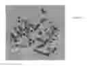 Fig. 13 - TRANSGENIC CHICKENS