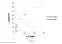 Fig. 07 - Compositions Having Dicamba Decarboxylase Activity and Methods of Use
