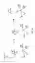 Fig. 11 - Compositions Having Dicamba Decarboxylase Activity and Methods of Use