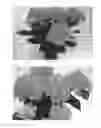 Fig. 02 - Hydrangea plant named 'BC7.12'