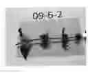 Fig. 01 - Mint Plant 'Hoodoo Mint'