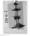 Fig. 03 - Mint Plant 'Hoodoo Mint'