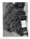 Fig. 04 - MINT PLANT 'EVEREST MINT'