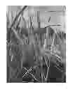 Fig. 01 - Smooth cordgrass named 'LA12-101'