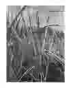 Fig. 02 - Smooth cordgrass named 'LA12-101'