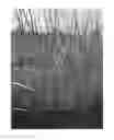 Fig. 01 - Smooth cordgrass named 'LA12-103'