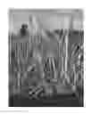 Fig. 03 - Smooth cordgrass named 'LA12-103'
