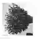 Fig. 02 - Cleome Plant Named 'DCLEO2'