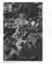 Fig. 03 - Cleome Plant Named 'DCLEO2'