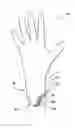 Fig. 01 - Protective glove