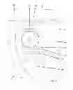 Fig. 03 - Resilient phallus retention garment with localized stabilization