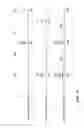Fig. 20 - Exhaust pipe structure for internal combustion engine