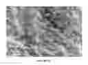 Fig. 08 - Slippery surfaces with high pressure stability, optical transparency, and self-healing characteristics