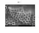 Fig. 04 - NANOCOMPOSITE STRUCTURE, ELECTRODE INCLUDING THE NANOCOMPOSITE STRUCTURE, MANUFACTURING METHOD OF THE ELECTRODE, AND ELECTROCHEMICAL DEVICE INCLUDING THE ELECTRODE