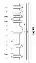 Fig. 21 - TRENCH MOSFET STRUCTURE HAVING SELF-ALIGNED FEATURES FOR MASK SAVING AND ON-RESISTANCE REDUCTION