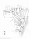 Fig. 02 - SNOWBOARD BINDING