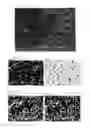 Fig. 08 - Method for producing a piezoelectric multilayer component, piezoelectric multilayer component containing an auxiliary material, and use of an auxiliary material for setting the breaking stress of a piezoelectric multilayer component