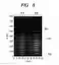 Fig. 08 - X-RAY WAVEGUIDE