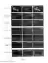 Fig. 04 - Cell and therapeutical and diagnostical methods based thereon