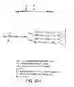 Fig. 136 - GLYCOPEGYLATION METHODS AND PROTEINS/PEPTIDES PRODUCED BY THE METHODS