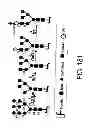 Fig. 486 - GLYCOPEGYLATION METHODS AND PROTEINS/PEPTIDES PRODUCED BY THE METHODS