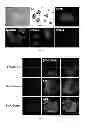 Fig. 02 - Compounds and compositions used to epigenetically transform cells and methods related thereto