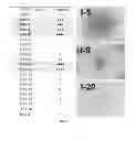 Fig. 03 - Compounds and compositions used to epigenetically transform cells and methods related thereto