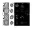 Fig. 04 - Compounds and compositions used to epigenetically transform cells and methods related thereto