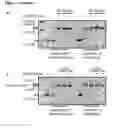 Fig. 05 - MODIFIED CASCADE RIBONUCLEOPROTEINS AND USES THEREOF