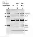 Fig. 24 - MODIFIED CASCADE RIBONUCLEOPROTEINS AND USES THEREOF