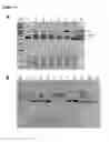 Fig. 25 - MODIFIED CASCADE RIBONUCLEOPROTEINS AND USES THEREOF