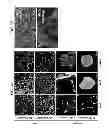 Fig. 06 - Compositions and methods for induction and modulation of angiogenesis and methods and assays for identifying angiogenesis modulators