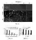 Fig. 07 - Compositions and methods for induction and modulation of angiogenesis and methods and assays for identifying angiogenesis modulators