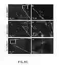 Fig. 09 - Compositions and methods for induction and modulation of angiogenesis and methods and assays for identifying angiogenesis modulators