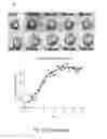 Fig. 35 - Reprogramming of cellular adhesion