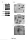 Fig. 43 - Reprogramming of cellular adhesion
