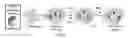 Fig. 02 - Dosage compensating transgenes and cells