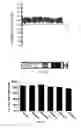 Fig. 05 - Dosage compensating transgenes and cells
