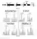 Fig. 07 - Dosage compensating transgenes and cells