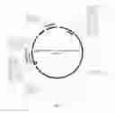 Fig. 16 - Dosage compensating transgenes and cells