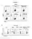 Fig. 09 - T-REG Cell Expansion